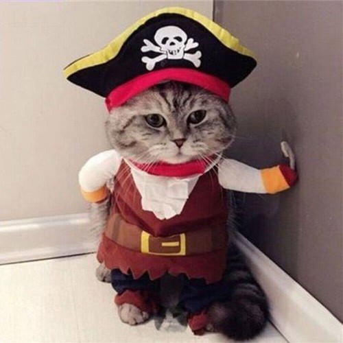 Halloween pet dog cat - pet,