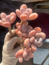 Pachyphytum orange snowball - pachyphytum,