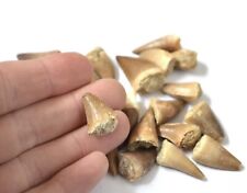Dinosaur Fossil Mosasaur Tooth 100% Genuine UK Seller X3 