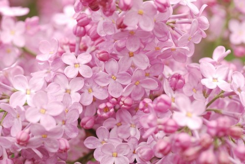 Blush lilac seeds tree - lilac,