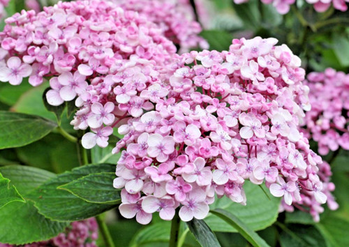 Hydrangea ayesha hardy - hydrangea, shrub