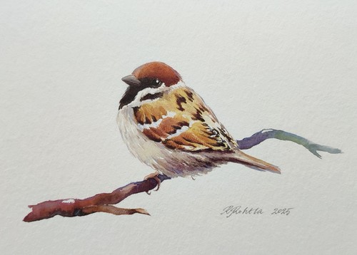 Original signed tree sparrow - signed,