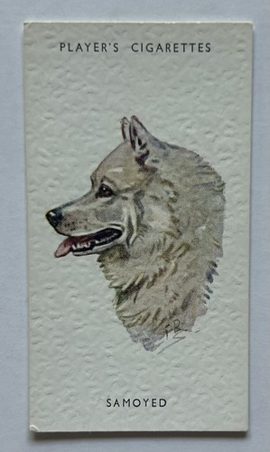 Player dogs heads - dogs’,