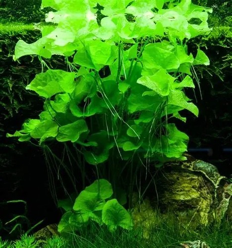 Nymphoides taiwan tropical - sp,