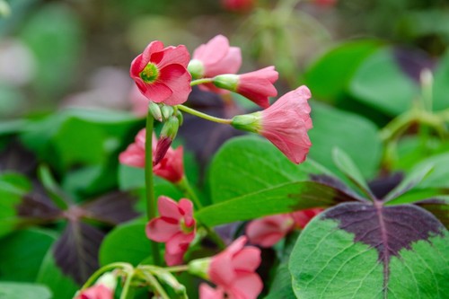Oxalis iron cross - oxalis,