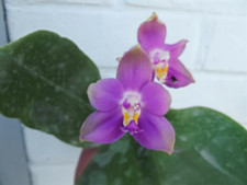 Phalaenopsis Chienlung Gold
