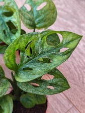 Monstera lechleriana mint - lechleriana,