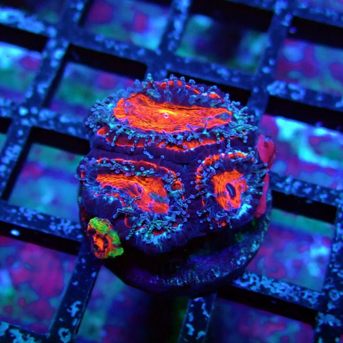 Wysiwyg acan lord coral frag - wysiwyg,