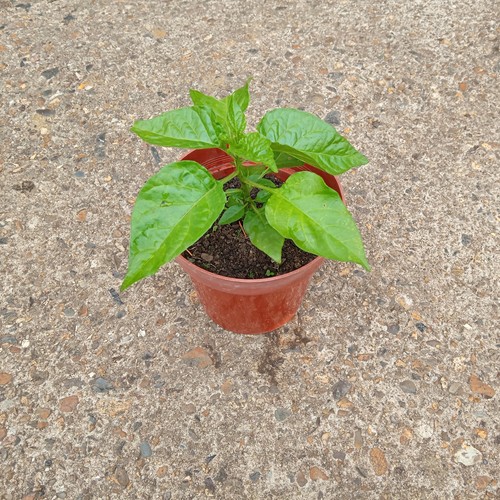Natural home grown chilli - natural,