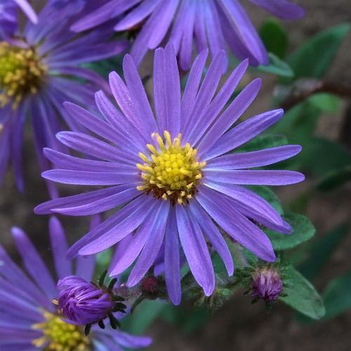 Aster monch rhs - monch, award