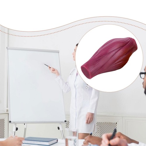 Human body muscle - body,
