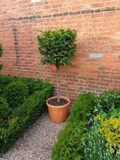 Standard Yew Cube. Rare real topiary specimen.