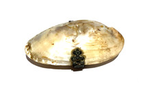 ANTIQUE EDWARDIAN SHELL PURSE WITH RED INNER COMPARTMENTS ORNATE CLASP