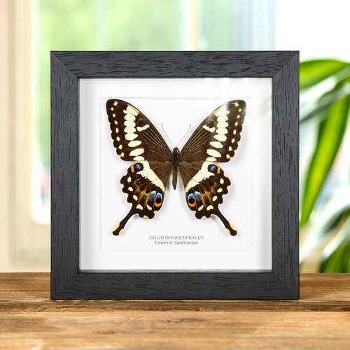 Taxidermy emperor swallowtail - emperor,
