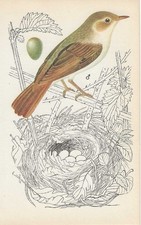 Vintage bird print, book
