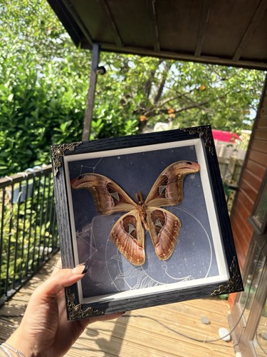 Atticus atlas moth - , mounted
