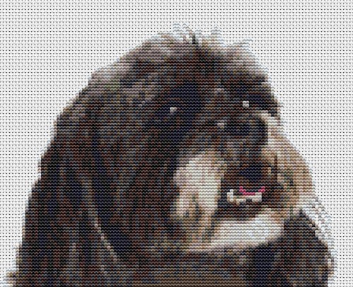 Lhasa apso dog puppy - lhasa,