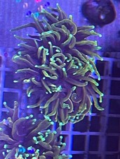 Gold Hellfire Torch Coral Marine LPS Frag Absolutely Stunning Single Head