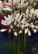 Agapanthus. Many different