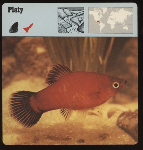 Platy safari cards - platy, rencontre