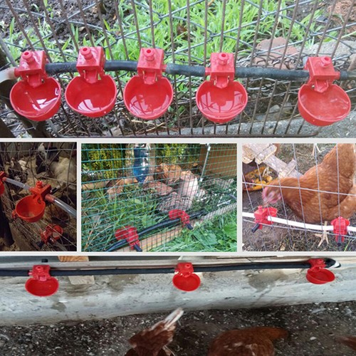 Automatic water cups poultry - automatic,