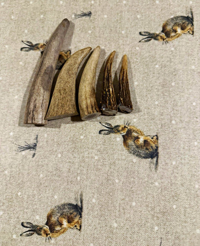 Deer elk antlers - deer/elk,