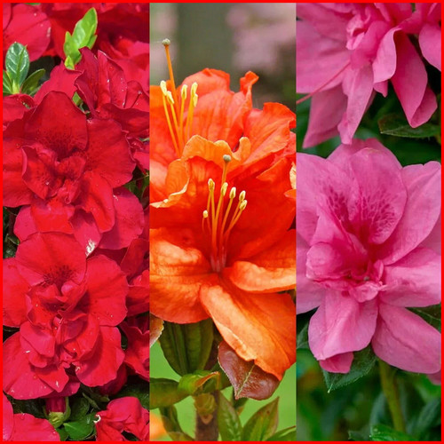 Unusual azalea plant hardy - 3x,