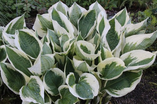Hosta patriot hardy outdoor - patriot,