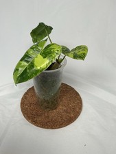 Philodendron Burle Marx  (young plant)