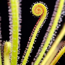 Sundew Drosera Filiformis Rare