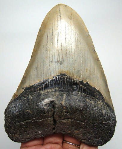 Megalodon shark tooth real - megalodon,
