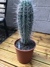 (S23) Pachycereus Pringlei Large Cactus Plant