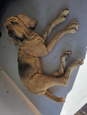 Mutts, Grant Palmer A Breed Apart Large Tracker Bloodhound Dog  25 x 30 x 15cm