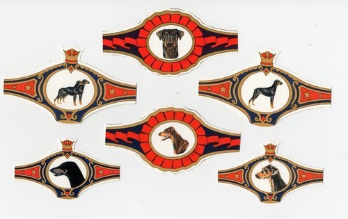 Doberman pinscher collection - doberman,
