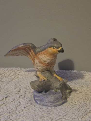 Vintage sparrow hawk bird - vintage,