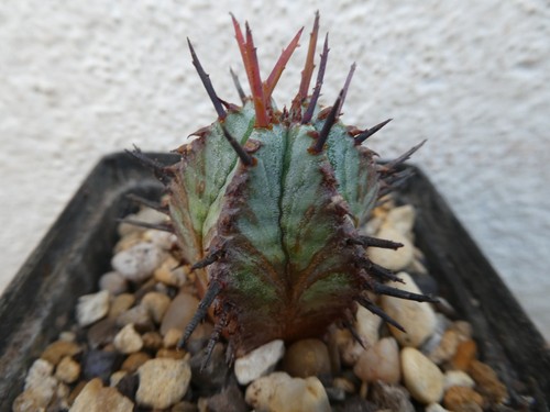 Euphorbia horrida shown in - shown,