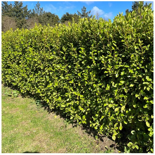 100 griselinia hedging plants - griselinia,
