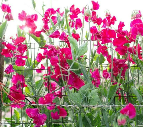 Millenium parfume sweet pea - 10,