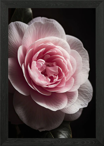 Beautiful camellia framed wall - beautiful,