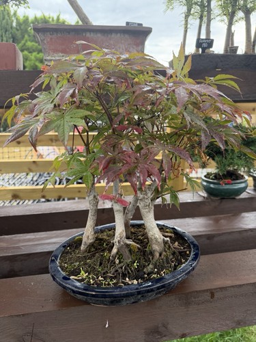 Maple bonsai forest - maple,
