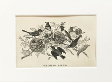 PERCHING BIRDS Bird Print - c.1880 Mounted Antique B&W Wood Engraving