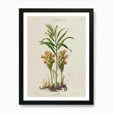 Botanical Illustration Of A
