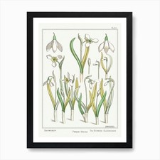 Snowdrop From The Plant And Its Orn Framed Wall Art Poster Canvas Print Picture