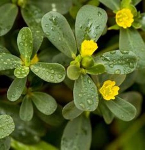 Purslane golden herb portulaca - purslane,