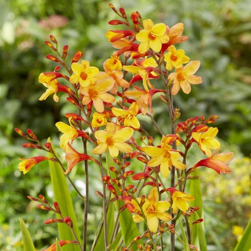 Crocosmia harlequin garden - crocosmia,