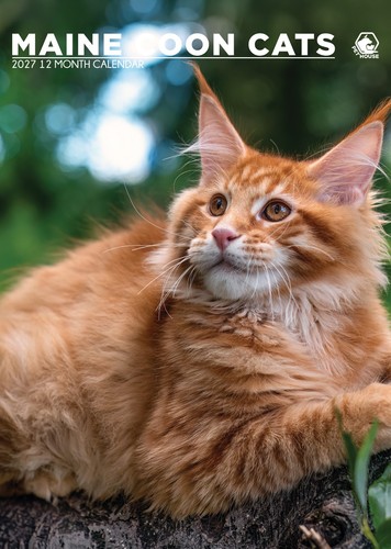 Maine coon cats 2027 calendars - maine,