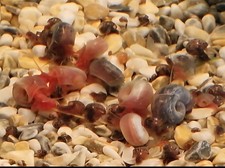 15+ Coloured ramshorn Snails