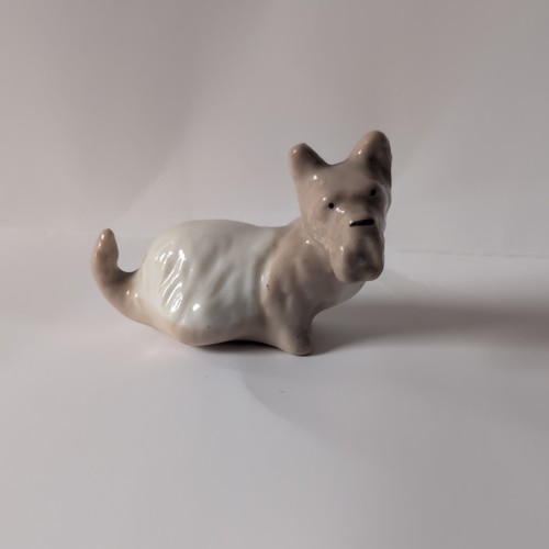Lomonosov scottish terrier dog - scottish,