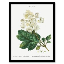 Pierre Joseph Redoute Framed