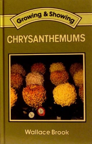 Chrysanthemums growing - (growing, &